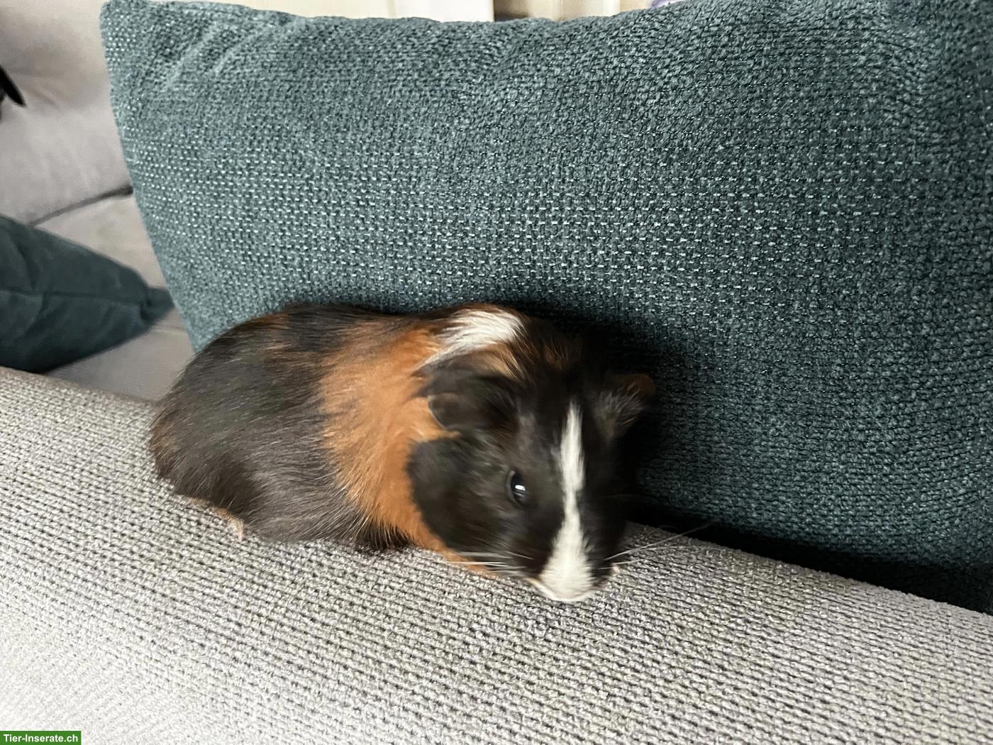 Bild 3: Junges Meerschweinchen Weibchen zu verkaufen