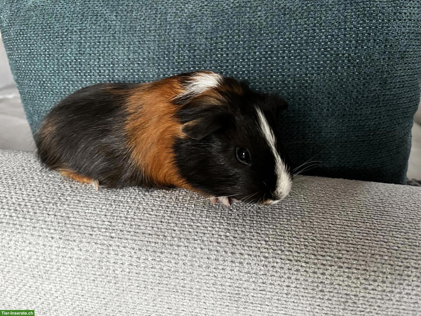 Bild 4: Junges Meerschweinchen Weibchen zu verkaufen