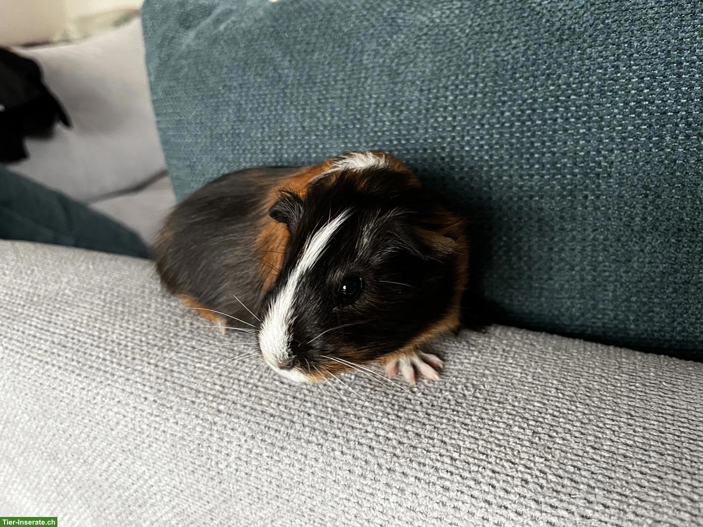 Bild 5: Junges Meerschweinchen Weibchen zu verkaufen
