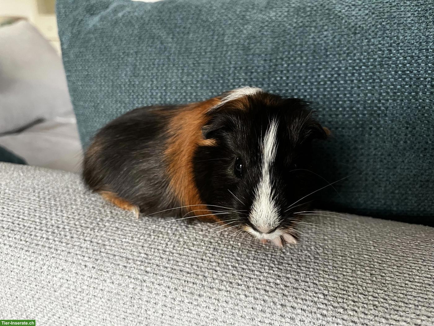 Bild 6: Junges Meerschweinchen Weibchen zu verkaufen