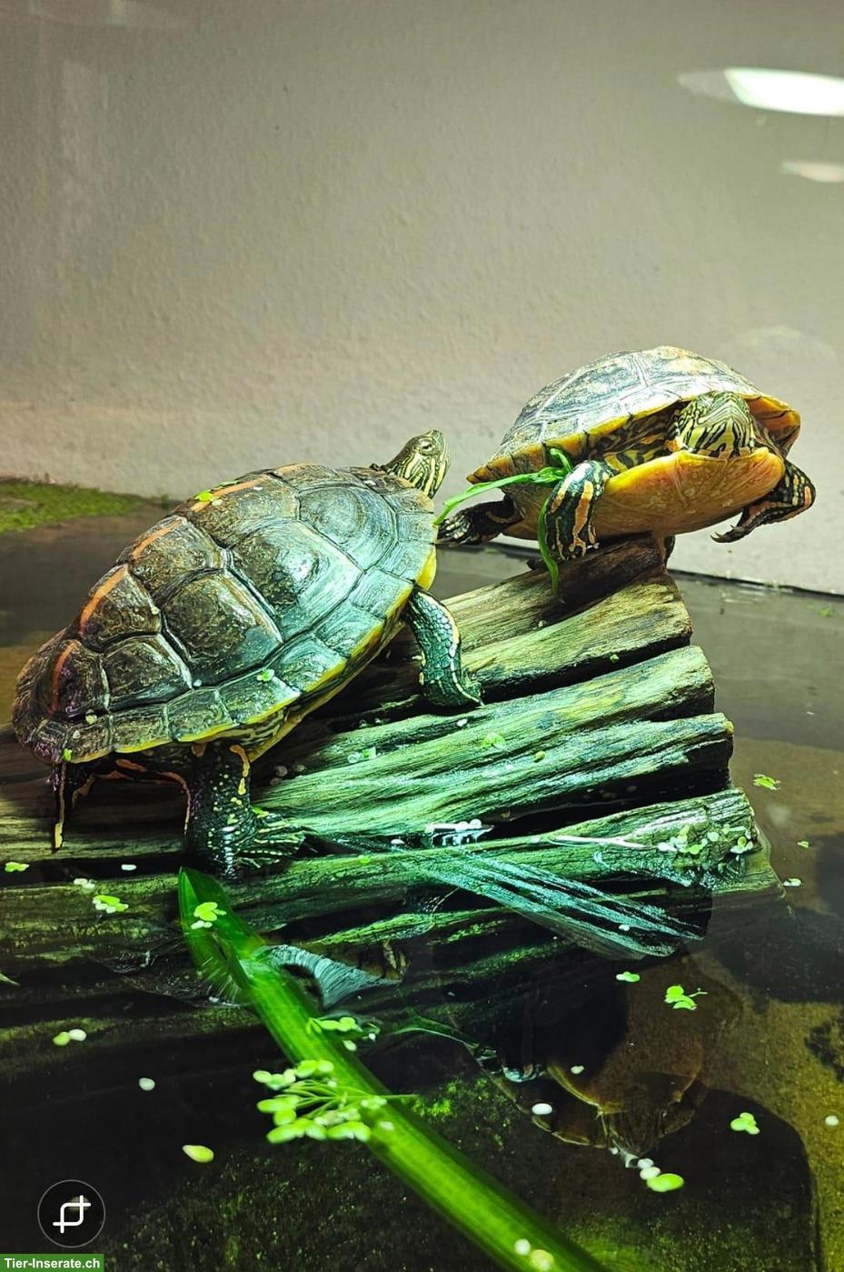 Wasserschildkröten (Chrysemys picta dorsalis)