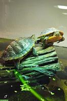 Wasserschildkröten (Chrysemys picta dorsalis)