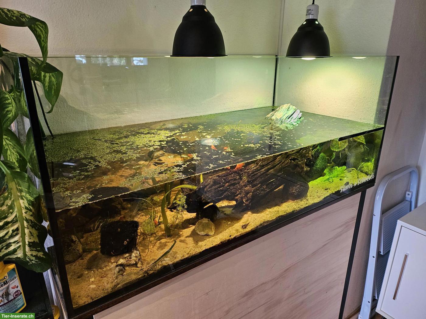 Bild 3: Wasserschildkröten (Chrysemys picta dorsalis)