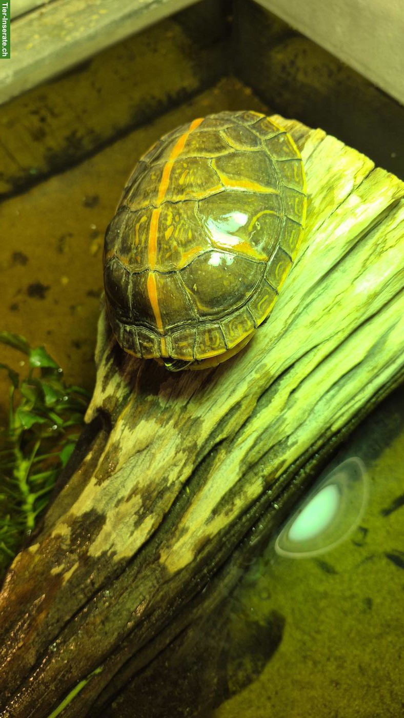 Bild 5: Wasserschildkröten (Chrysemys picta dorsalis)