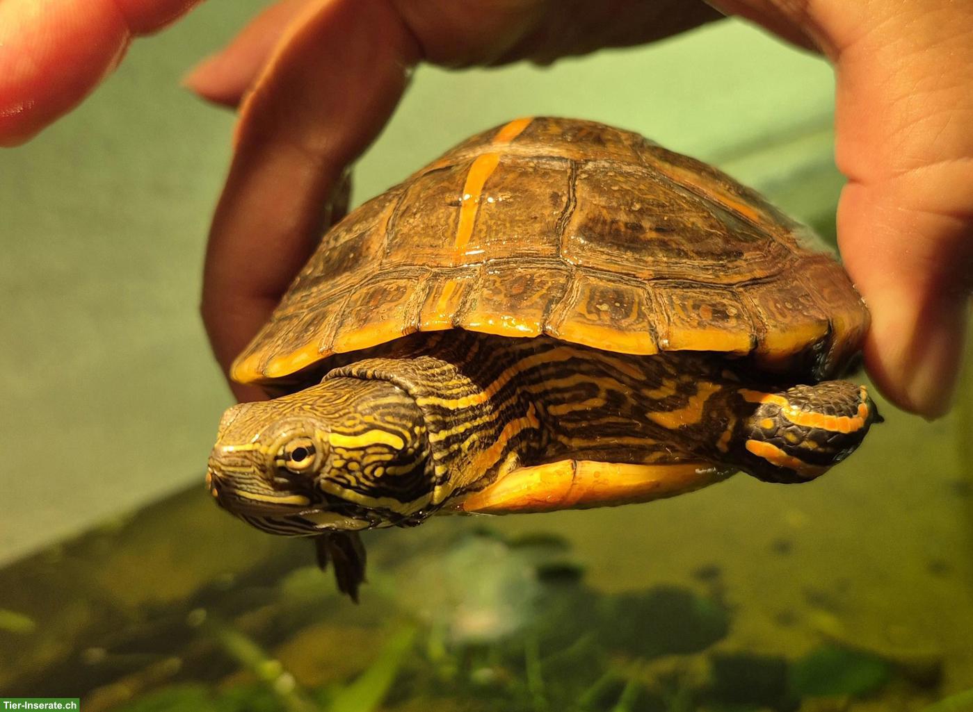 Bild 6: Wasserschildkröten (Chrysemys picta dorsalis)