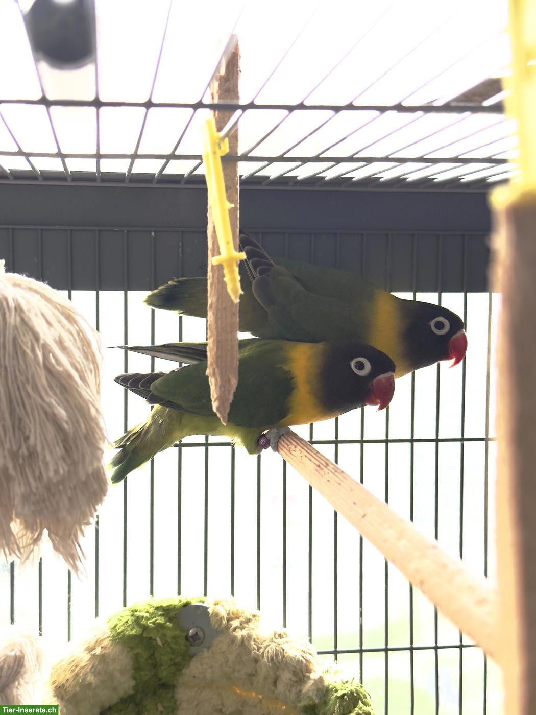 2 wunderschöne Agaporniden suchen neues Zuhause 🦜❤️