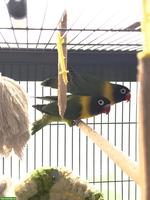 2 wunderschöne Agaporniden suchen neues Zuhause 🦜❤️