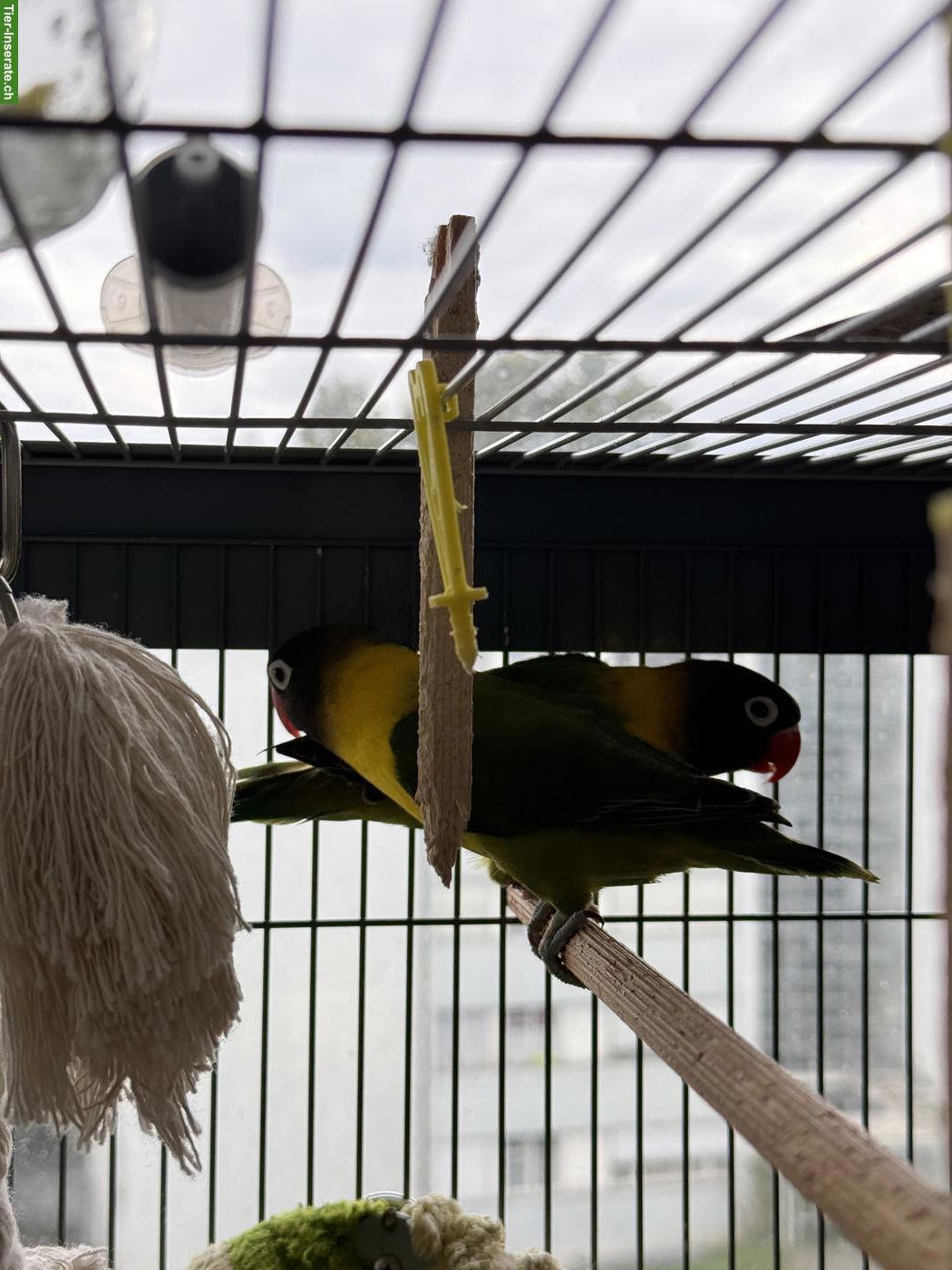 Bild 2: 2 wunderschöne Agaporniden suchen neues Zuhause 🦜❤️