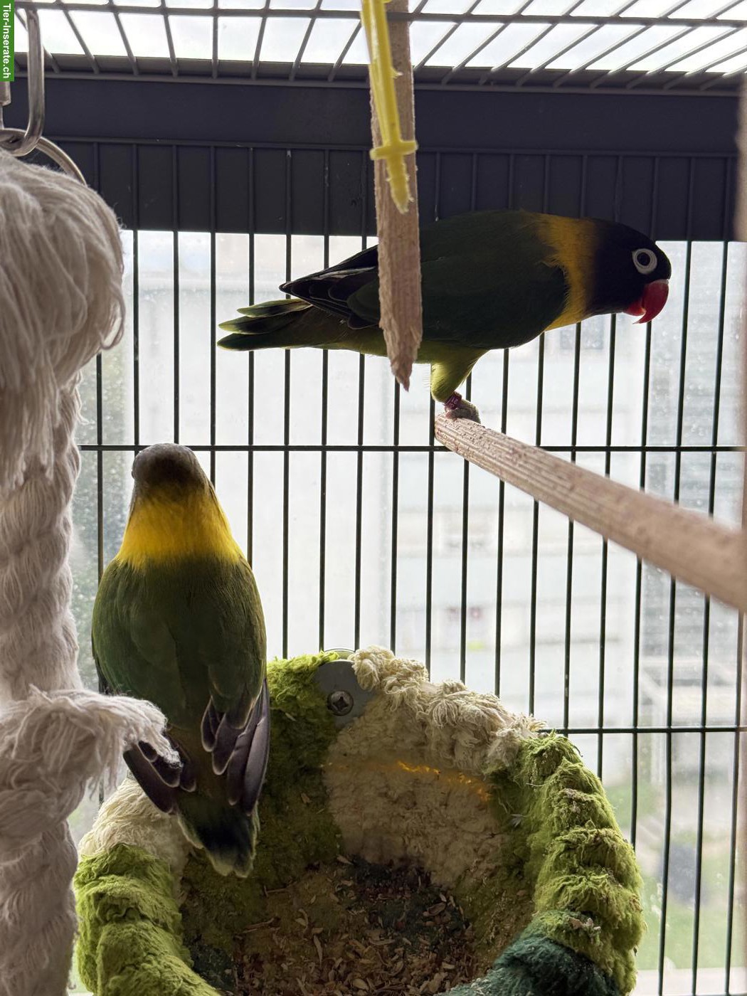 Bild 3: 2 wunderschöne Agaporniden suchen neues Zuhause 🦜❤️