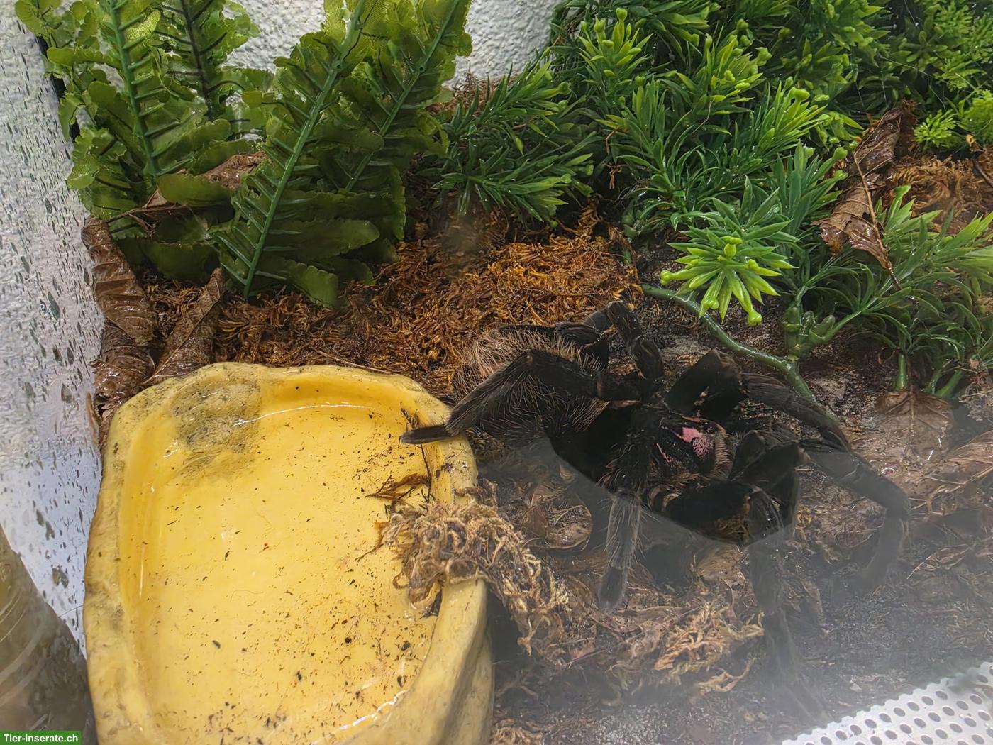 Bild 2: Vogelspinne Xenesthis immanis 0.1 zu verkaufen