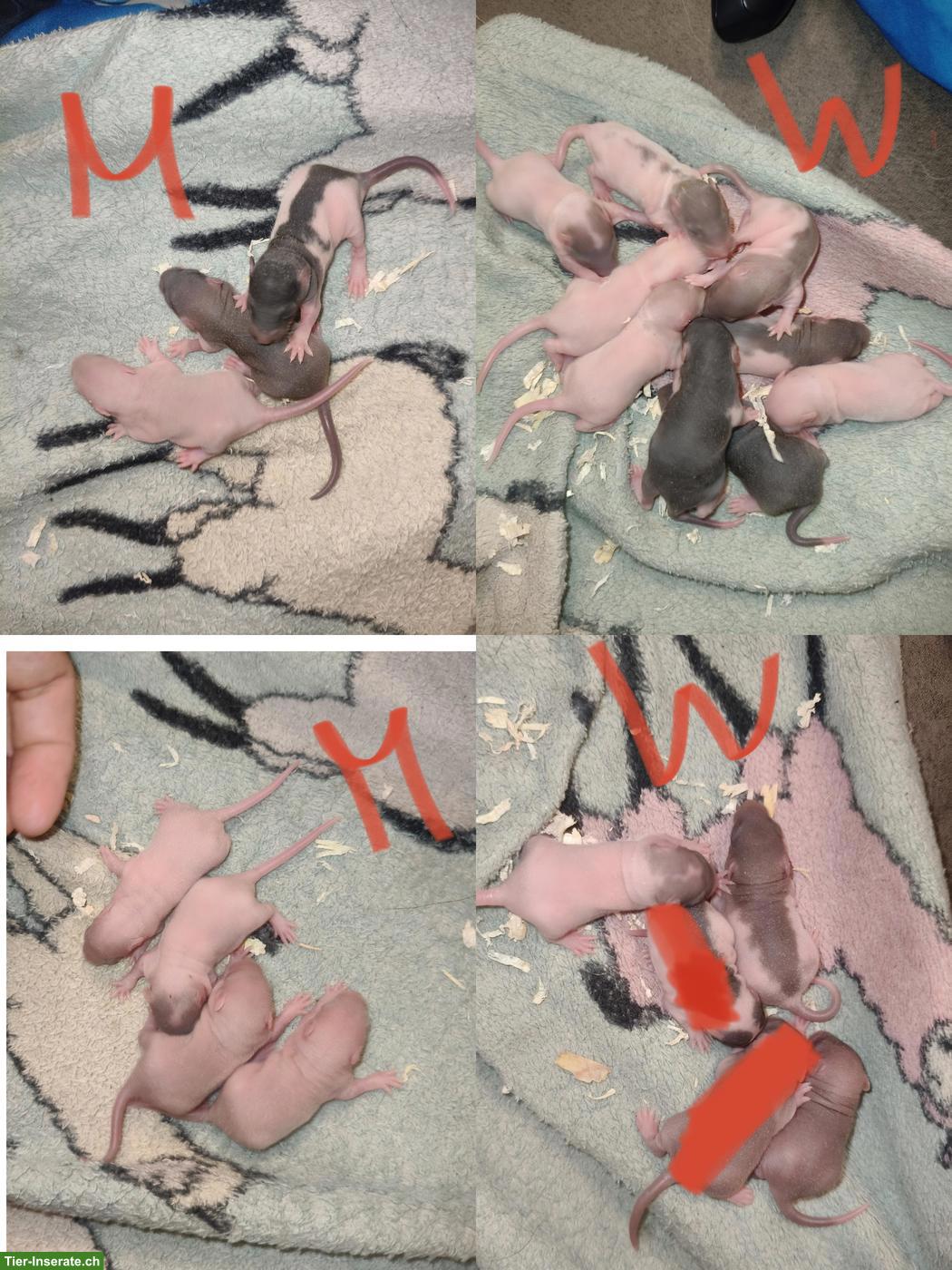 Handzahme Rattenbabys abzugeben