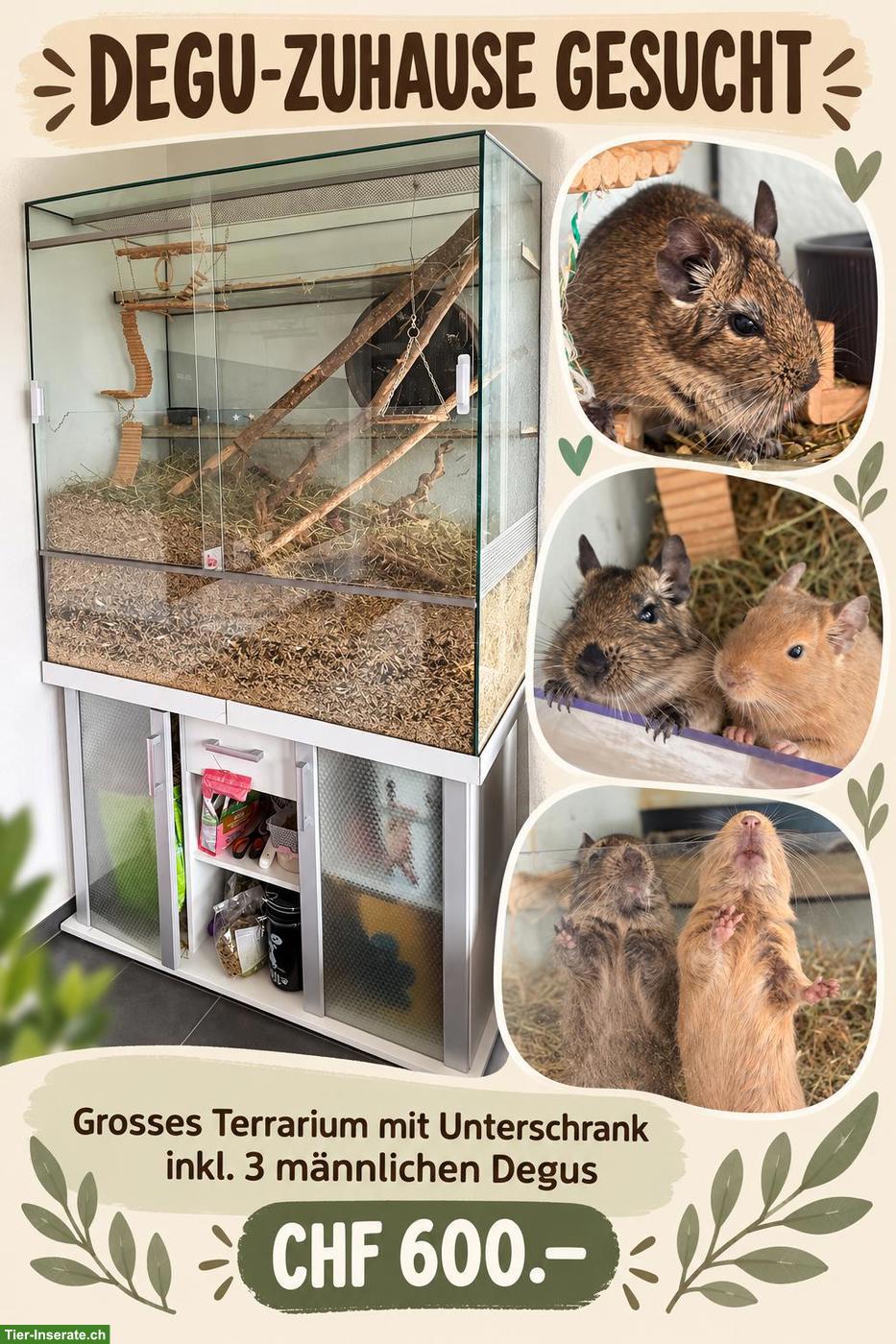 2 Degu Männchen inkl. Terrarium & Unterschrank