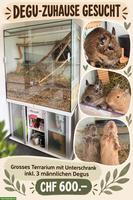 2 Degu Männchen inkl. Terrarium & Unterschrank
