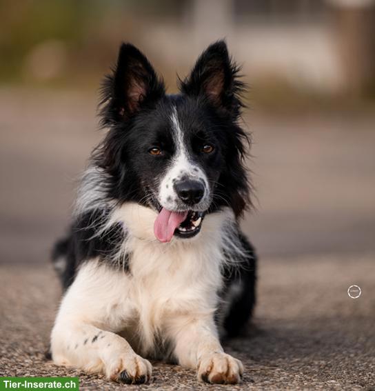 Ron, der wunderschöne Border Collie Rüde