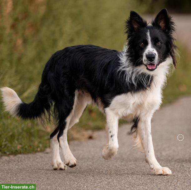 Bild 2: Ron, der wunderschöne Border Collie Rüde