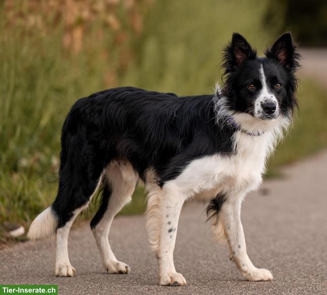 Bild 3: Ron, der wunderschöne Border Collie Rüde