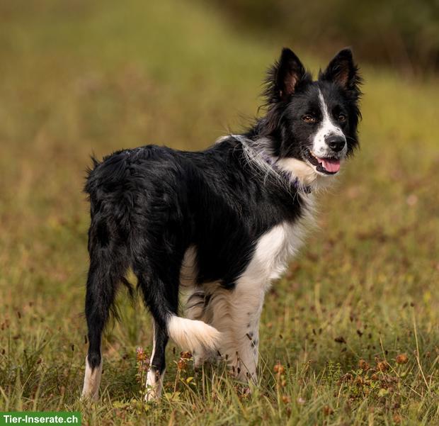 Bild 4: Ron, der wunderschöne Border Collie Rüde