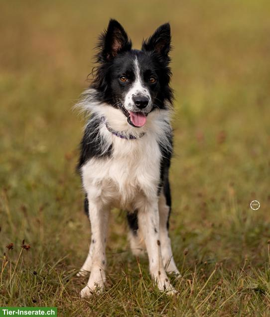 Bild 5: Ron, der wunderschöne Border Collie Rüde