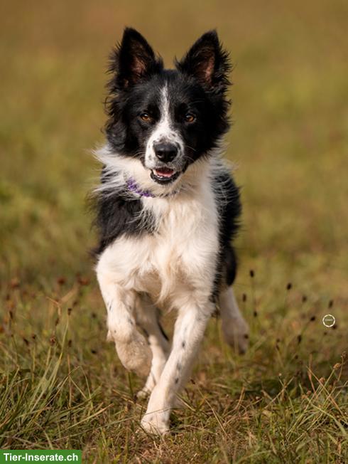 Bild 6: Ron, der wunderschöne Border Collie Rüde