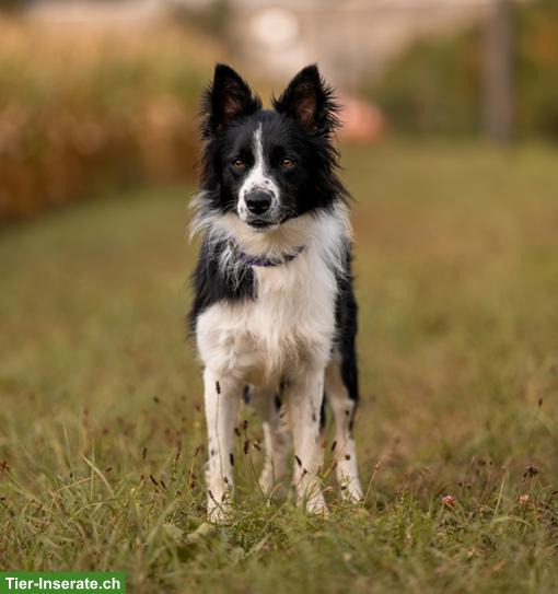 Bild 7: Ron, der wunderschöne Border Collie Rüde