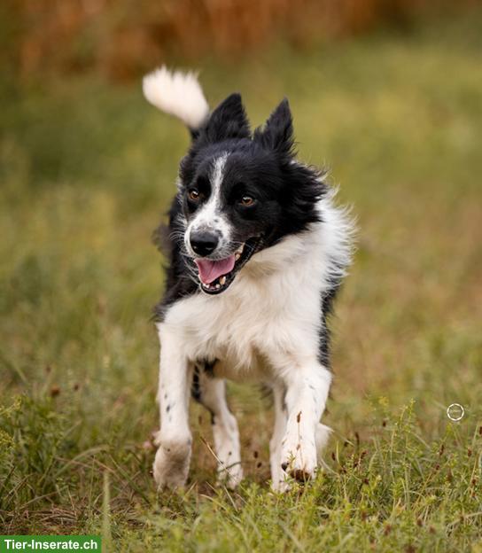 Bild 8: Ron, der wunderschöne Border Collie Rüde