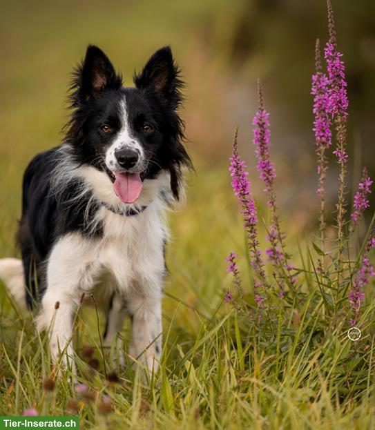 Bild 9: Ron, der wunderschöne Border Collie Rüde