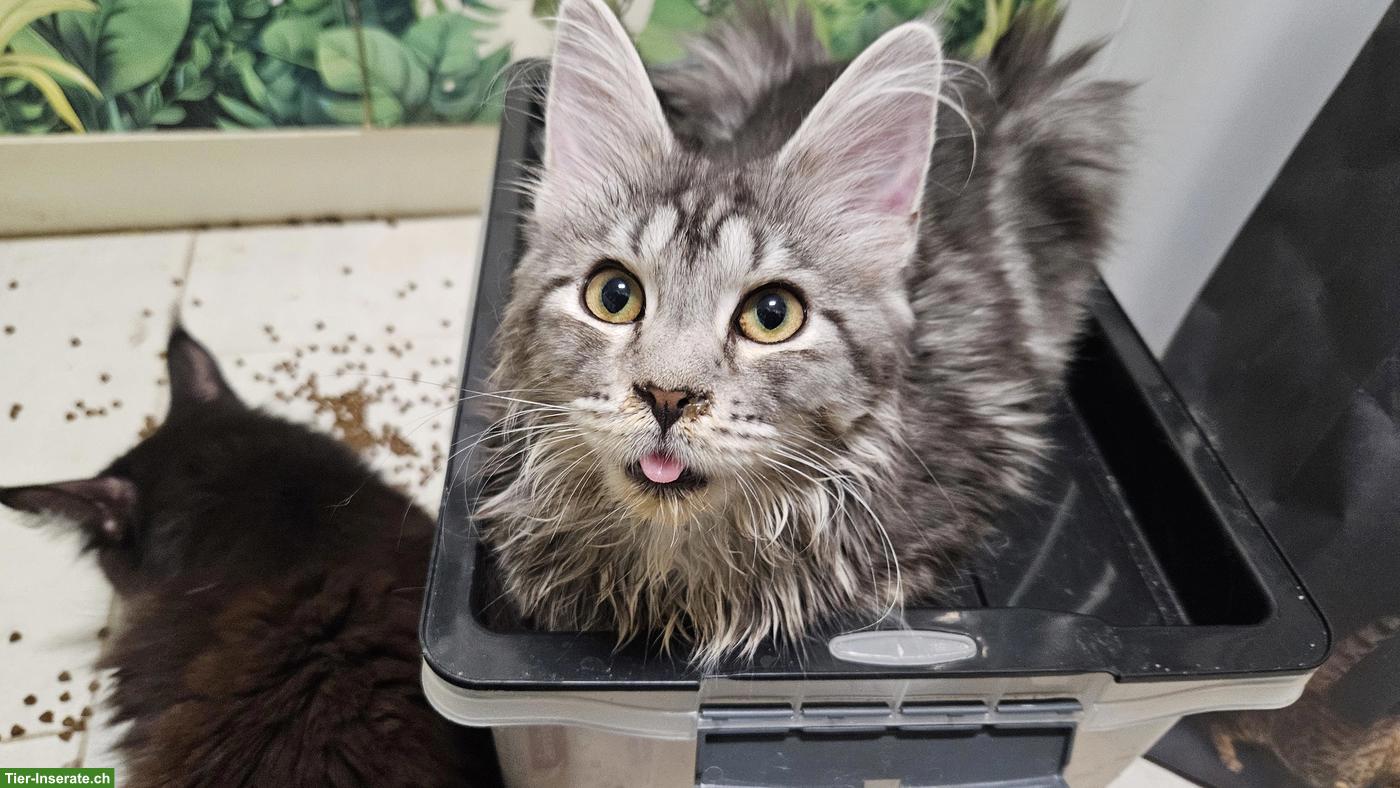 Maine Coon Kätzchen Xenia