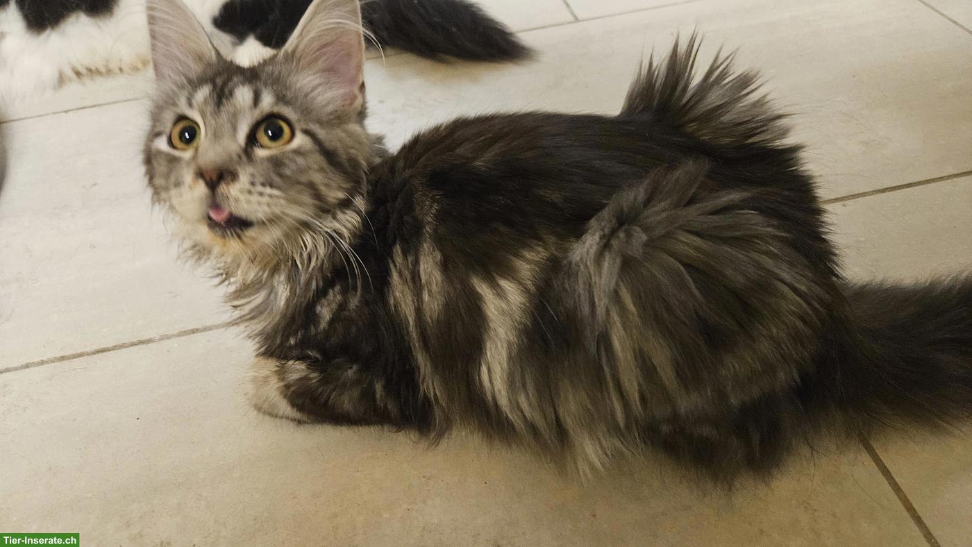 Bild 2: Maine Coon Kätzchen Xenia