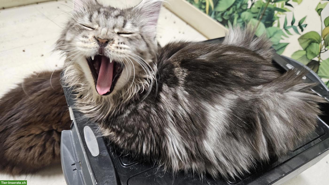 Bild 3: Maine Coon Kätzchen Xenia