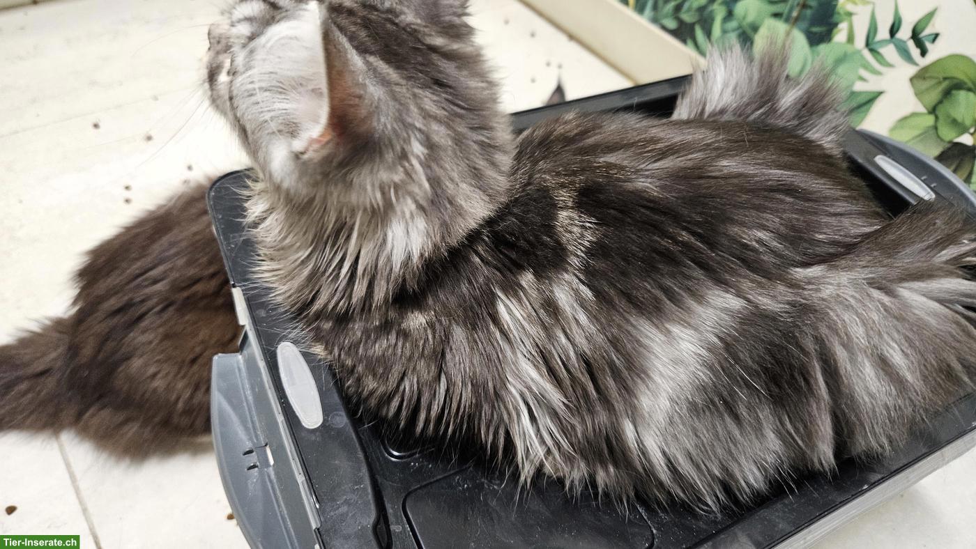 Bild 4: Maine Coon Kätzchen Xenia