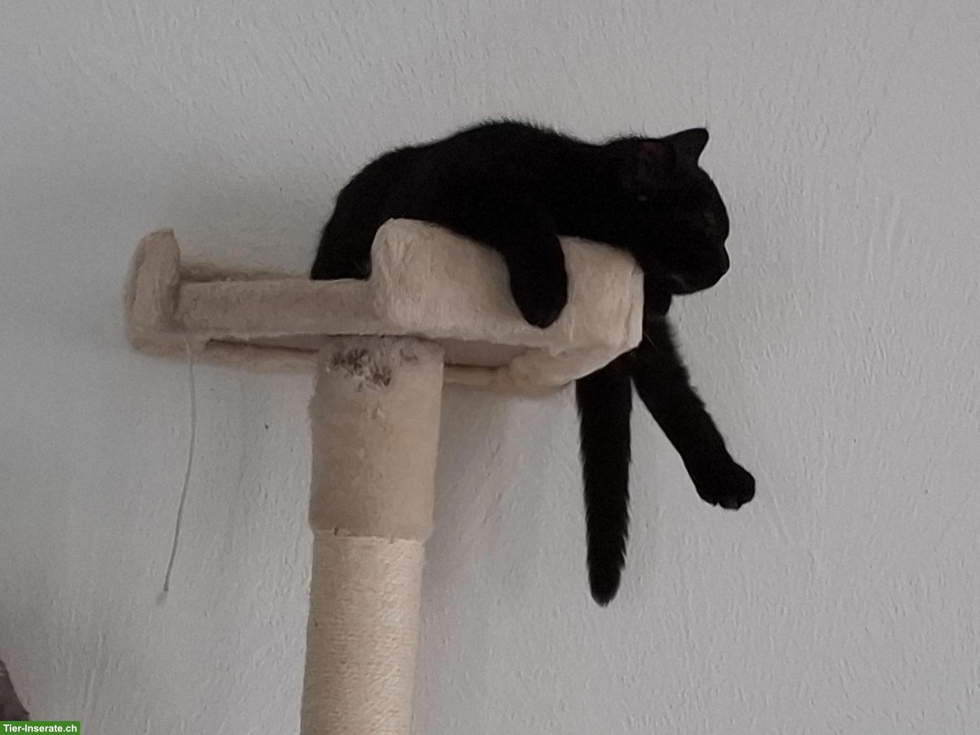 Bild 2: Katerchen zu verkaufen