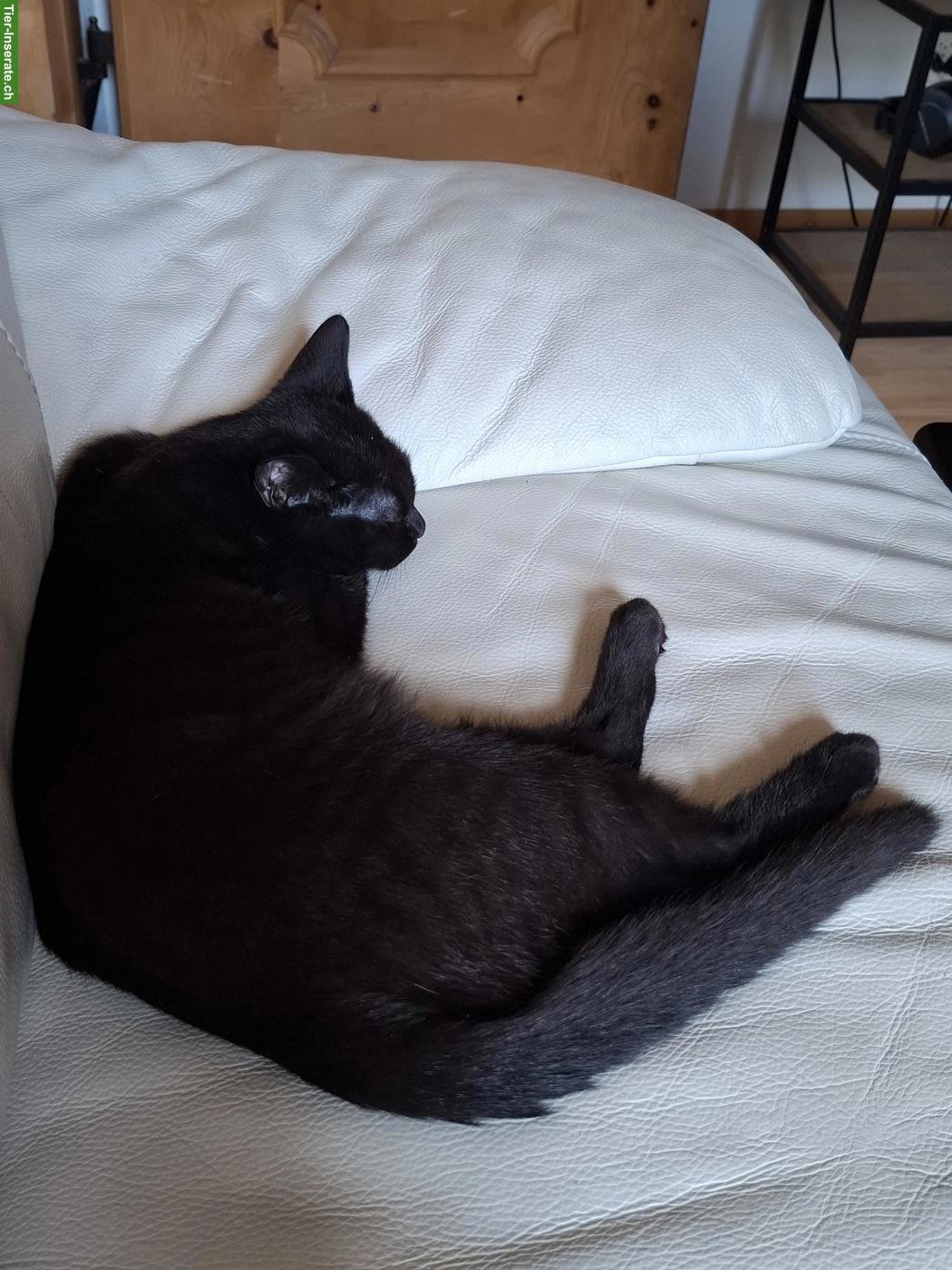 Bild 3: Katerchen zu verkaufen