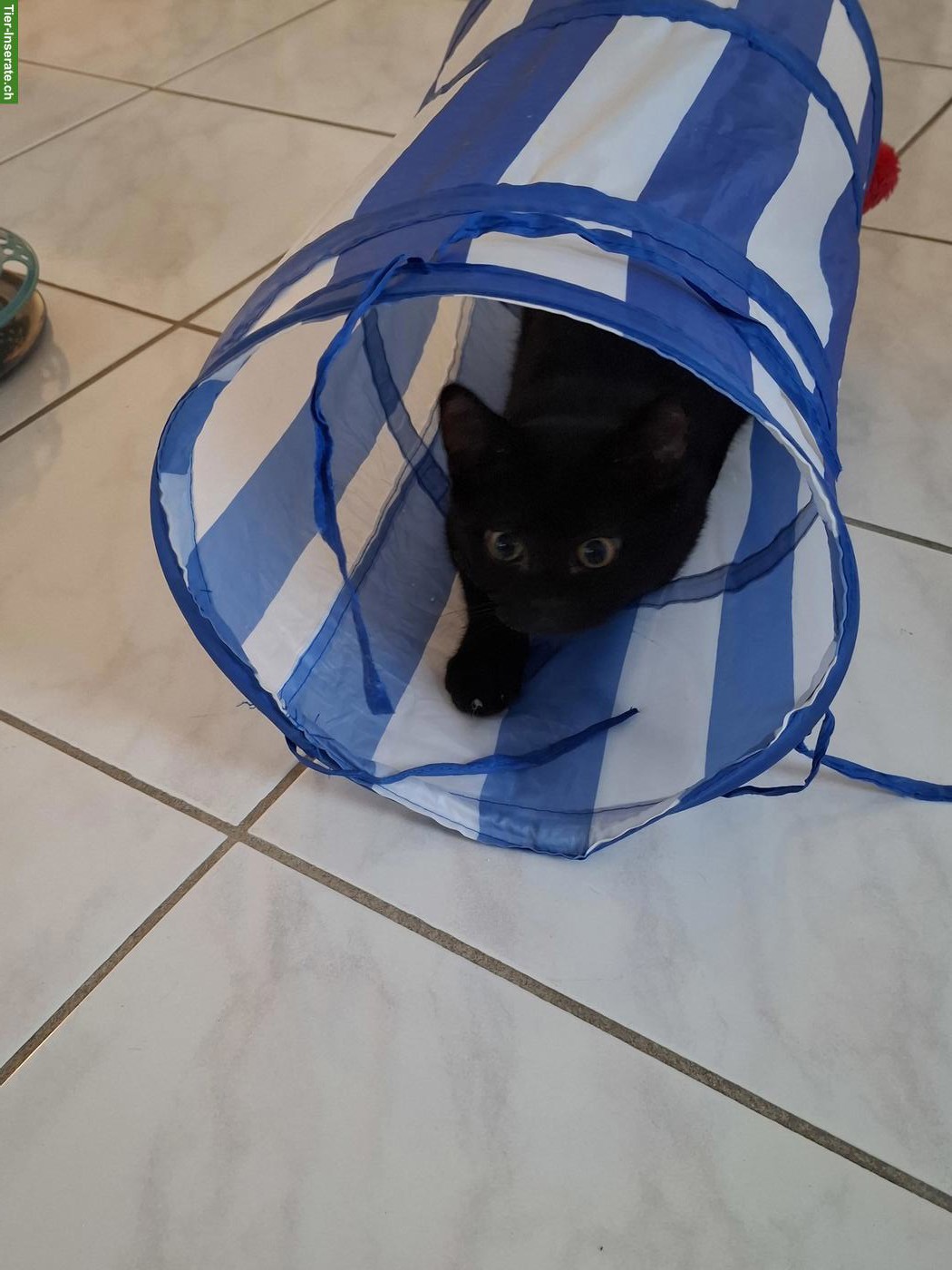 Bild 4: Katerchen zu verkaufen