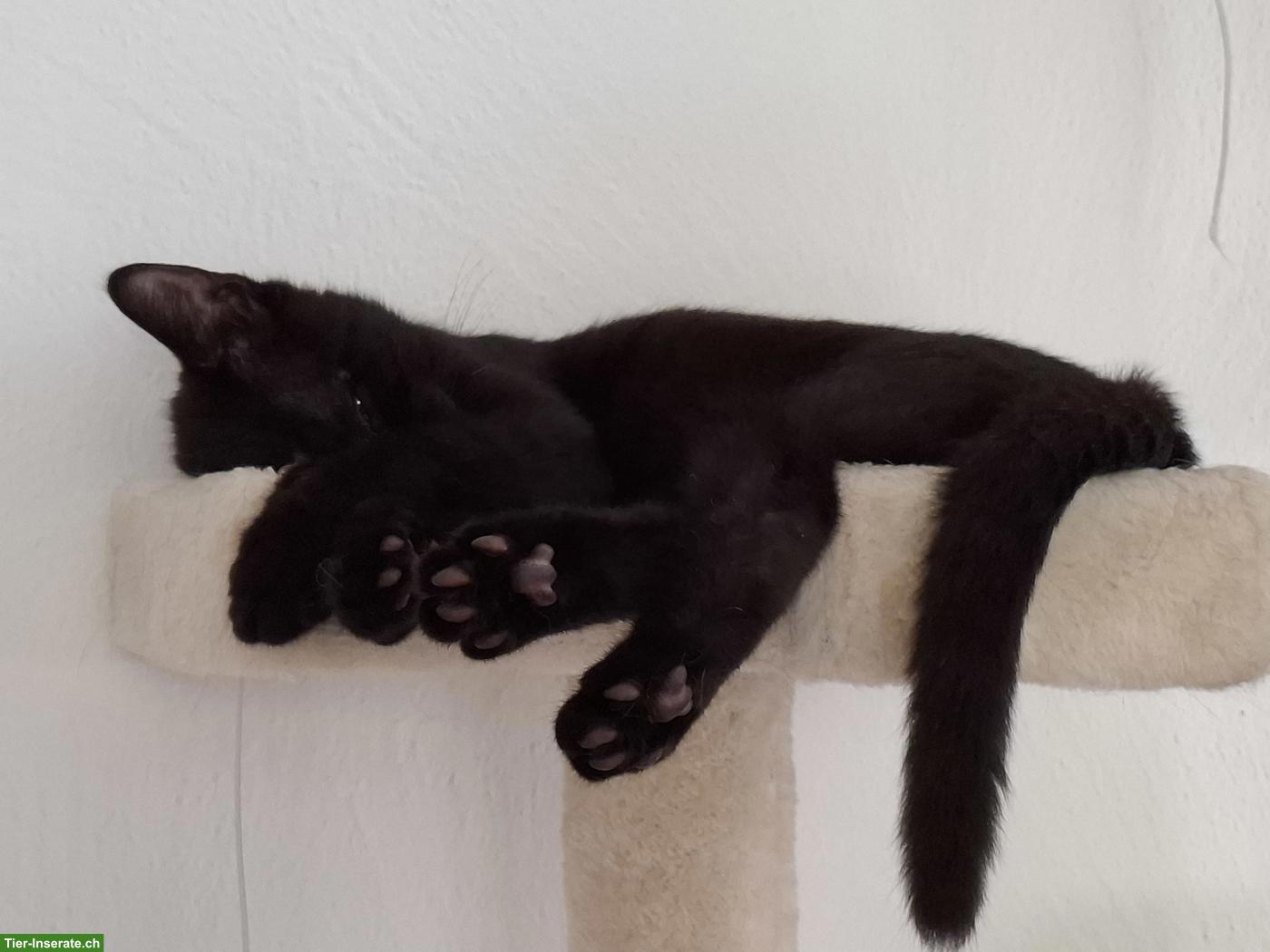 Bild 5: Katerchen zu verkaufen