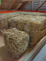Weizen Stroh zu verkaufen