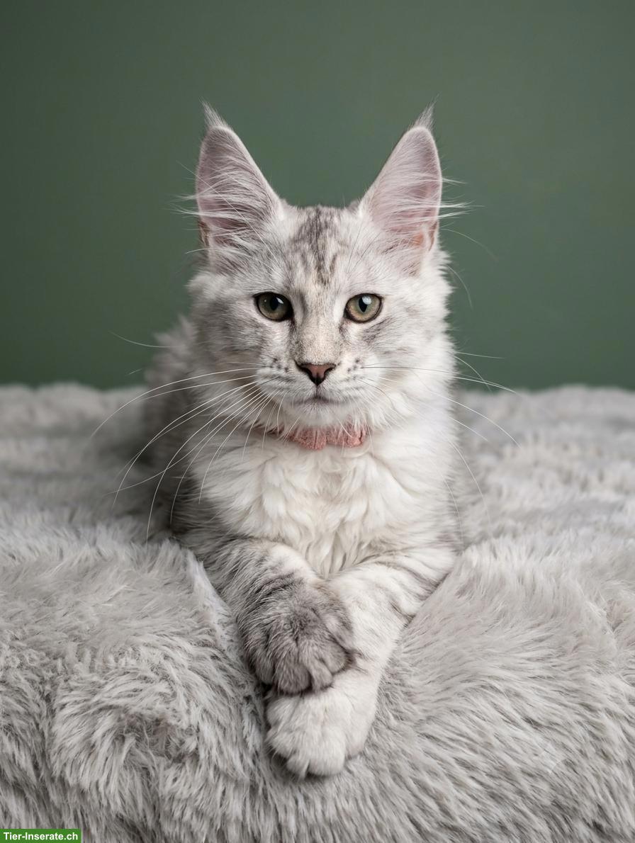 Wunderschöne Maine Coon Kitten mit Stammbaum