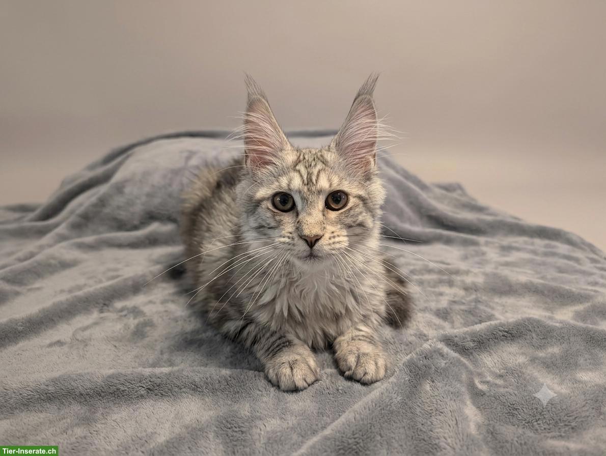 Bild 3: Wunderschöne Maine Coon Kitten mit Stammbaum