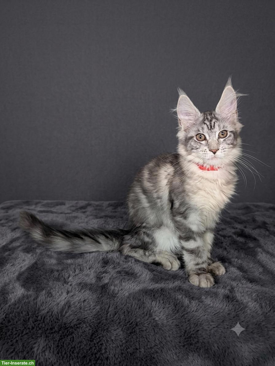 Bild 4: Wunderschöne Maine Coon Kitten mit Stammbaum