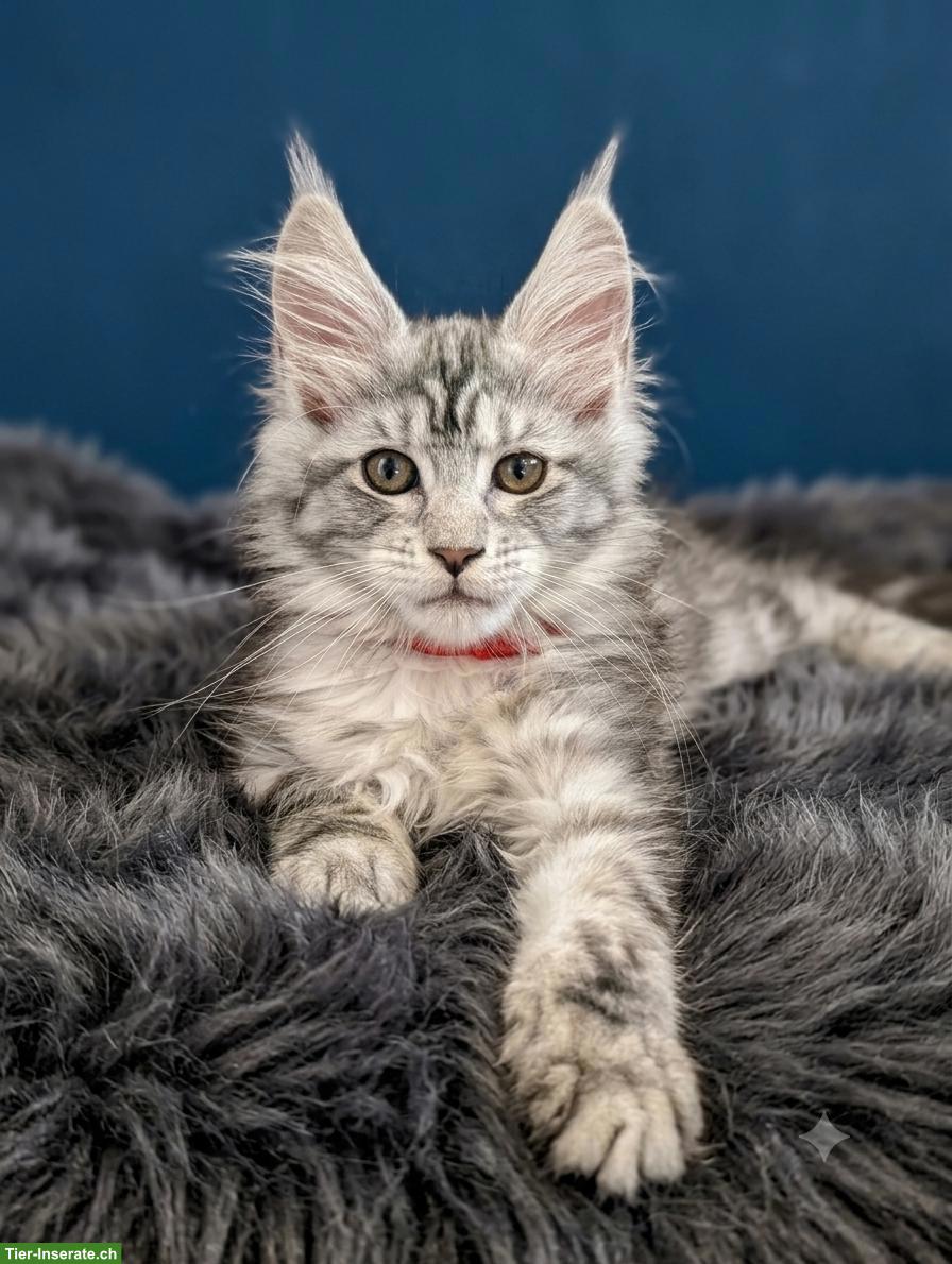 Bild 5: Wunderschöne Maine Coon Kitten mit Stammbaum