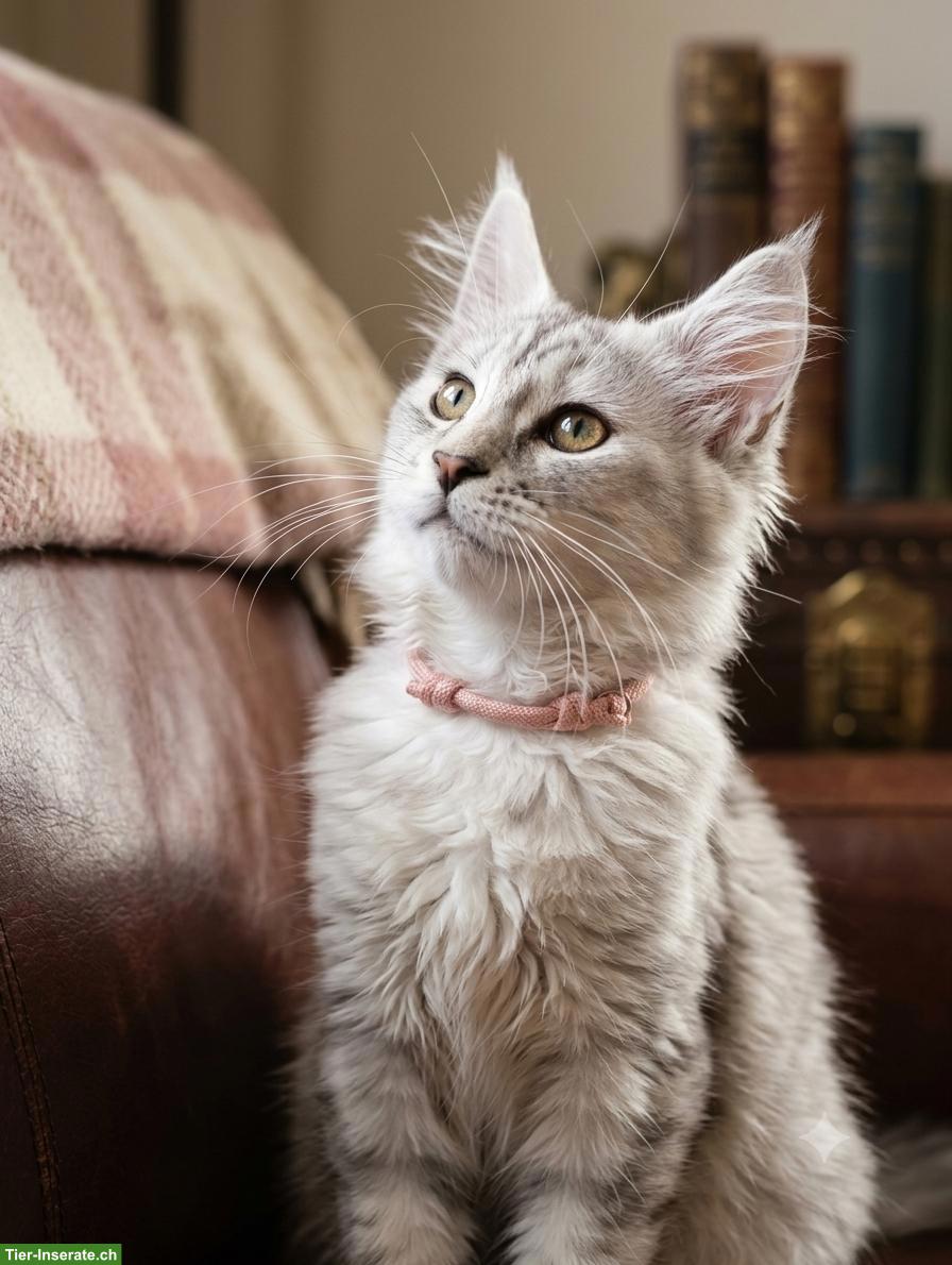 Bild 6: Wunderschöne Maine Coon Kitten mit Stammbaum