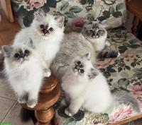 Heilige Birma Kitten in Blue Tabby Point