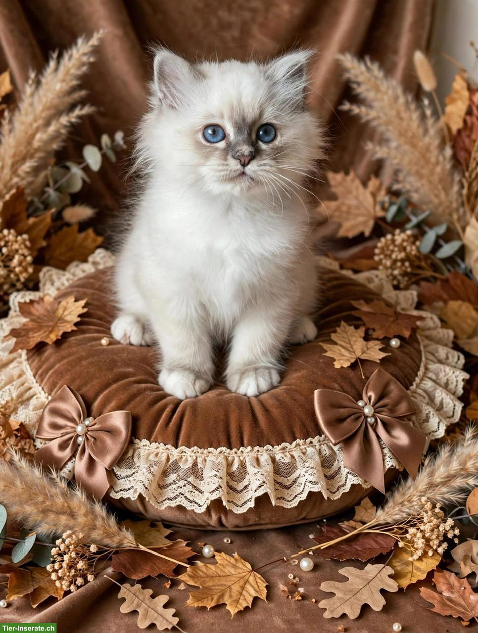 Bild 2: Heilige Birma Kitten in Blue Tabby Point