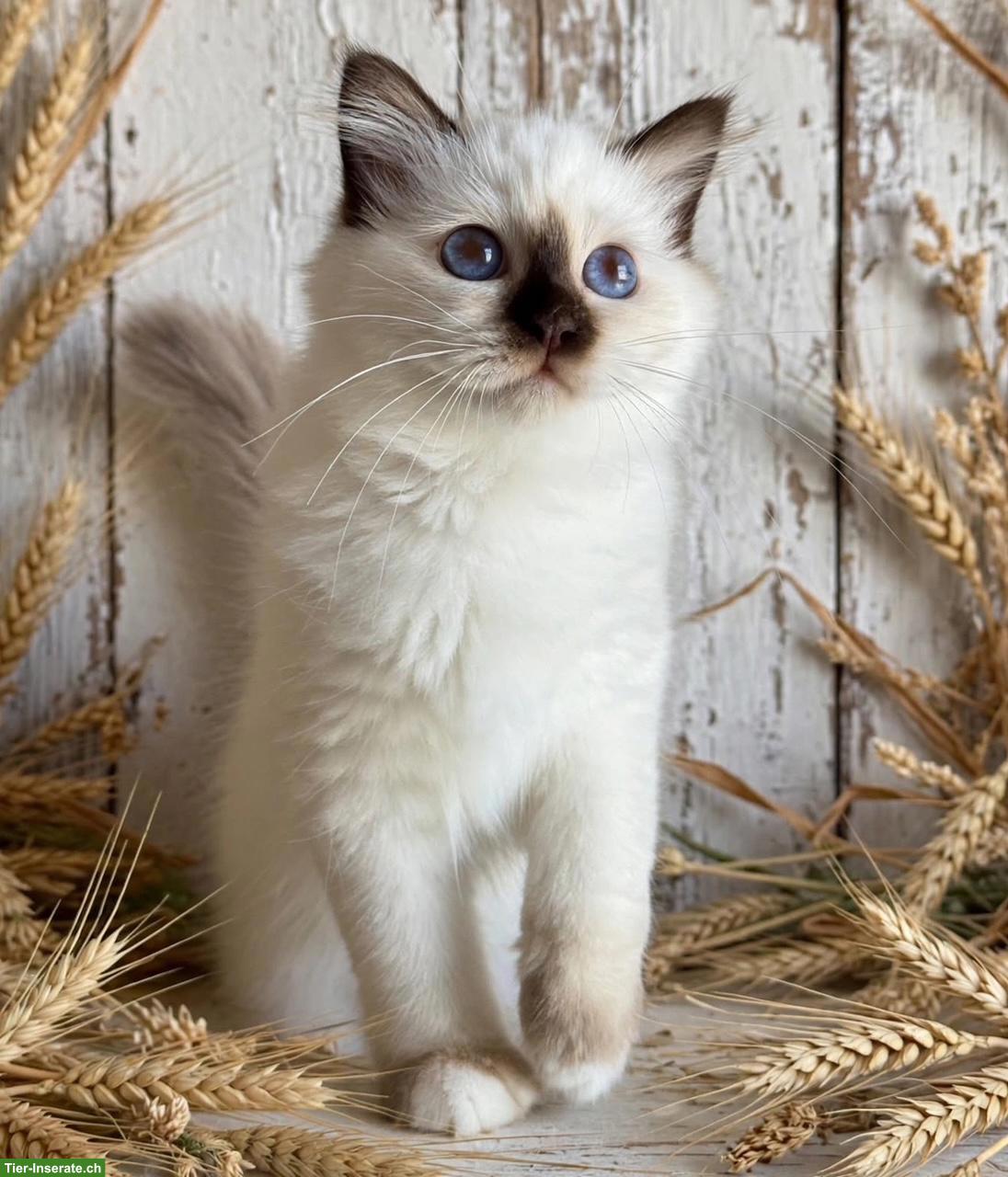 Bild 3: Heilige Birma Kitten in Blue Tabby Point