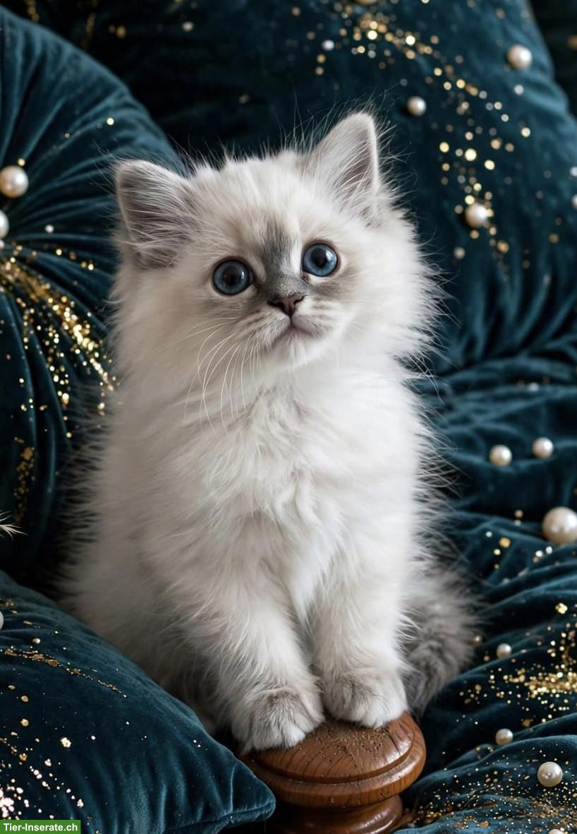 Bild 4: Heilige Birma Kitten in Blue Tabby Point