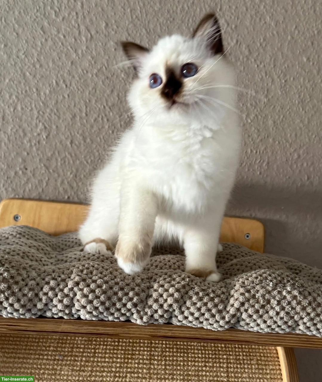 Bild 5: Heilige Birma Kitten in Blue Tabby Point