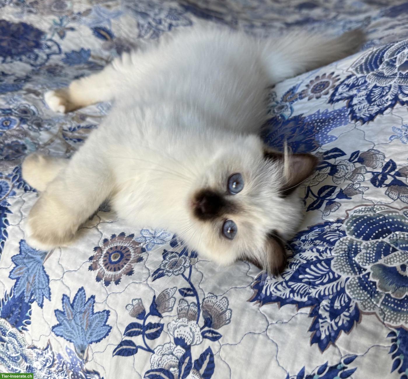 Bild 6: Heilige Birma Kitten in Blue Tabby Point