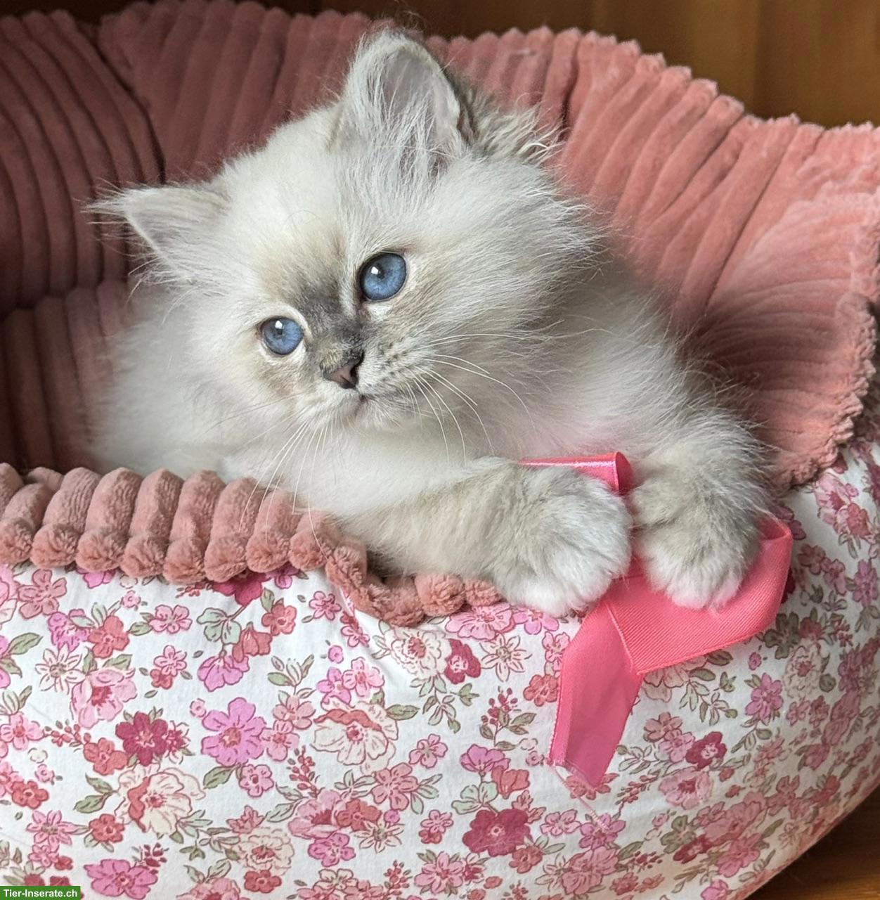 Bild 8: Heilige Birma Kitten in Blue Tabby Point