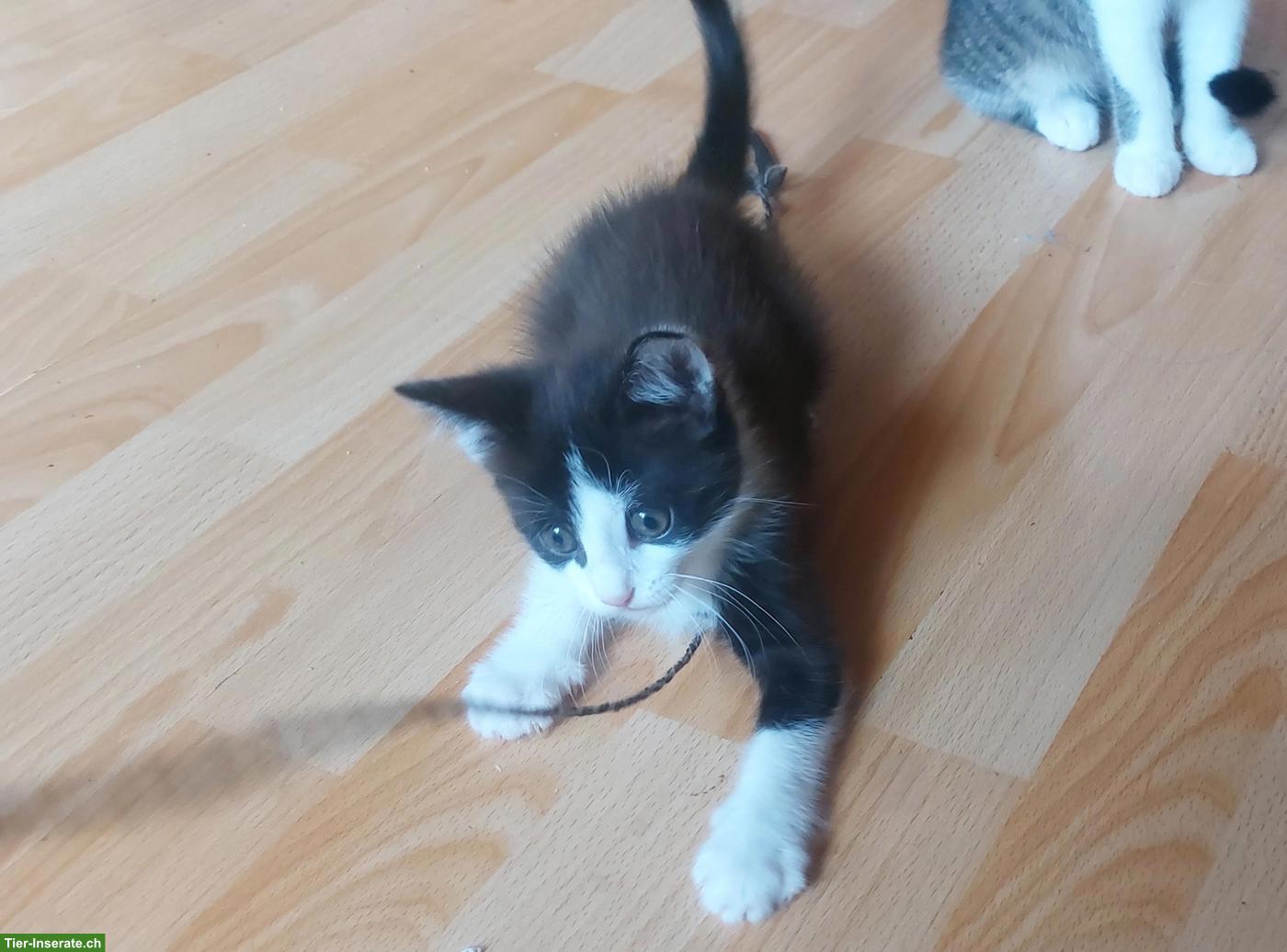 Mischlingskätzchen mit 25% Maine Coon
