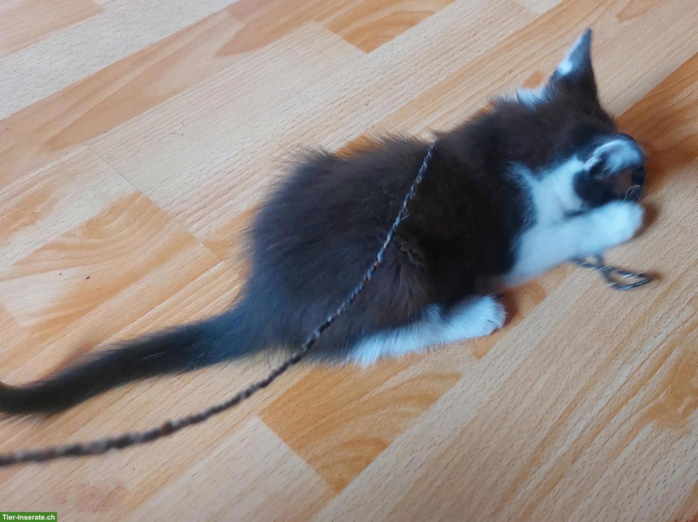 Bild 3: Mischlingskätzchen mit 25% Maine Coon