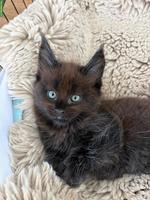 Maine Coon Kitten mit Stammbaum sucht ein Zuhause